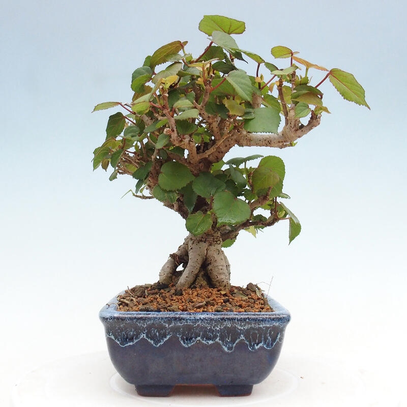 Indoor bonsai - Hibiscus tiliaceus - Hibiscus linden, sea