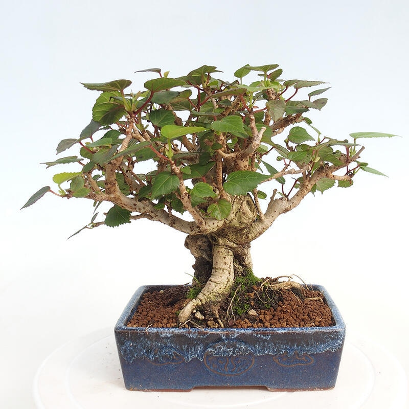 Indoor bonsai - Hibiscus tiliaceus - Hibiscus linden, sea