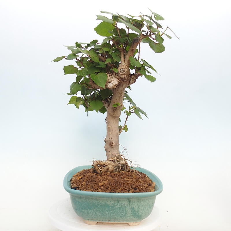 Indoor bonsai - Hibiscus tiliaceus - Hibiscus linden, sea