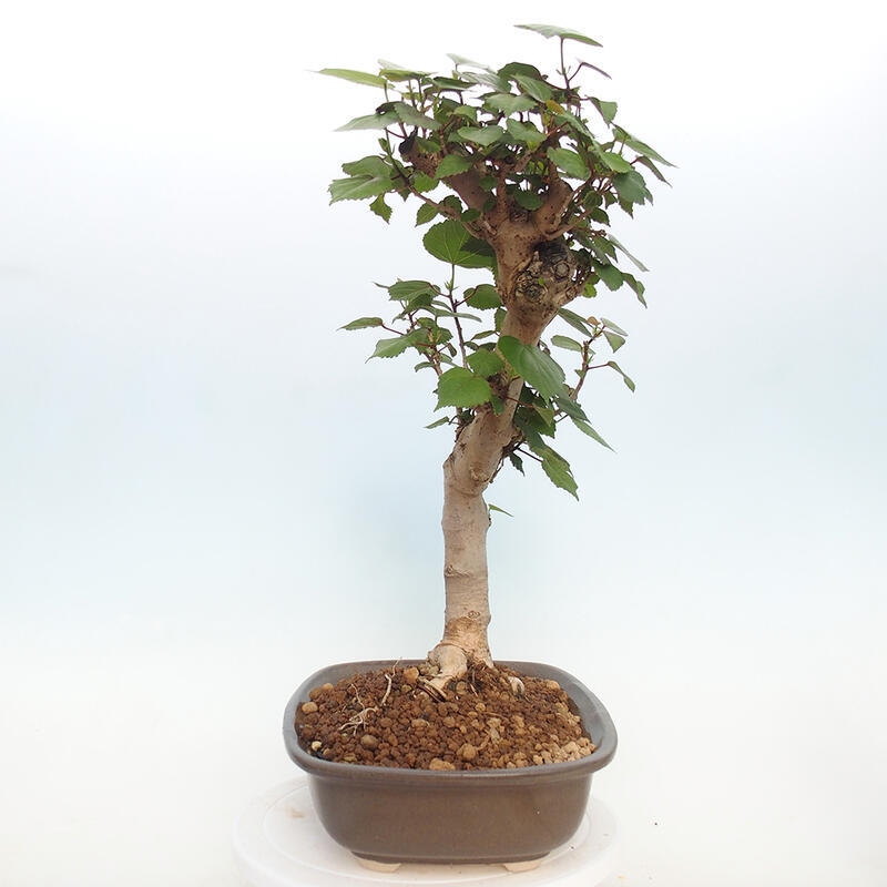 Indoor bonsai - Hibiscus tiliaceus - Hibiscus linden, sea