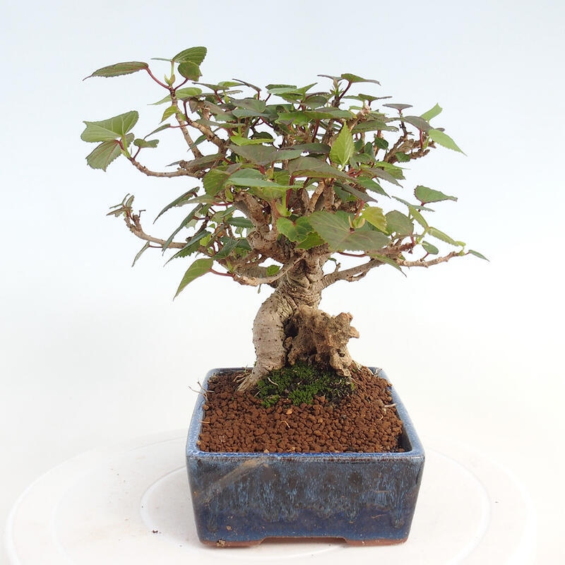 Indoor bonsai - Hibiscus tiliaceus - Hibiscus linden, sea