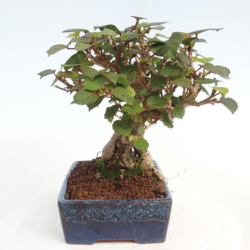 Indoor bonsai - Hibiscus tiliaceus - Hibiscus linden, sea