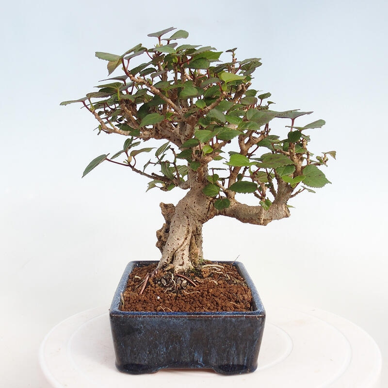 Indoor bonsai - Hibiscus tiliaceus - Hibiscus linden, sea