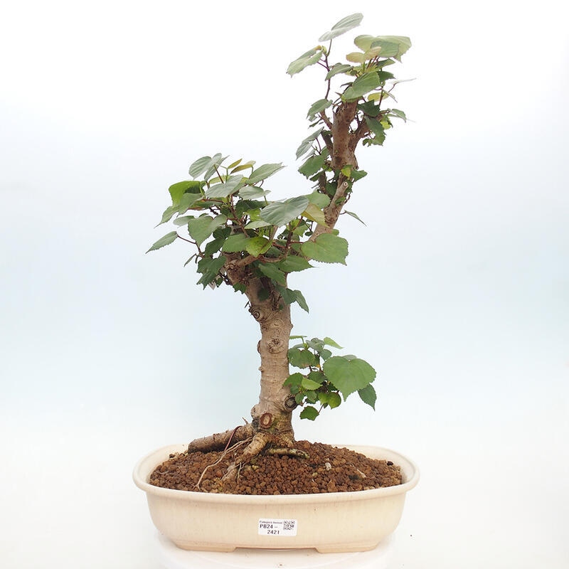 Indoor bonsai - Hibiscus tiliaceus - Hibiscus linden, sea