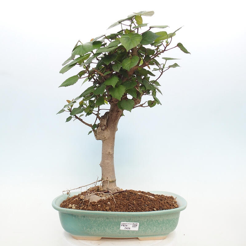 Indoor bonsai - Hibiscus tiliaceus - Hibiscus linden, sea