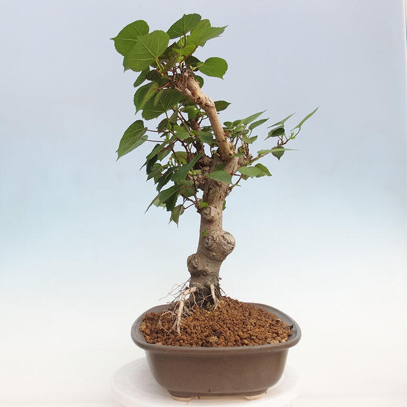 Indoor bonsai - Hibiscus tiliaceus - Hibiscus linden, sea