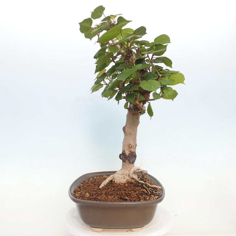 Indoor bonsai - Hibiscus tiliaceus - Hibiscus linden, sea