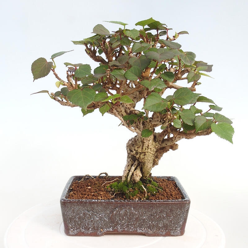 Indoor bonsai - Hibiscus tiliaceus - Hibiscus linden, sea