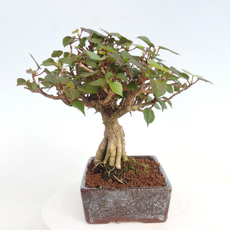 Indoor bonsai - Hibiscus tiliaceus - Hibiscus linden, sea