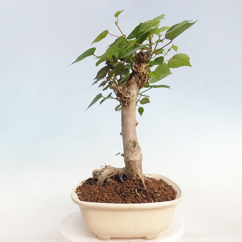 Indoor bonsai - Hibiscus tiliaceus - Hibiscus linden, sea