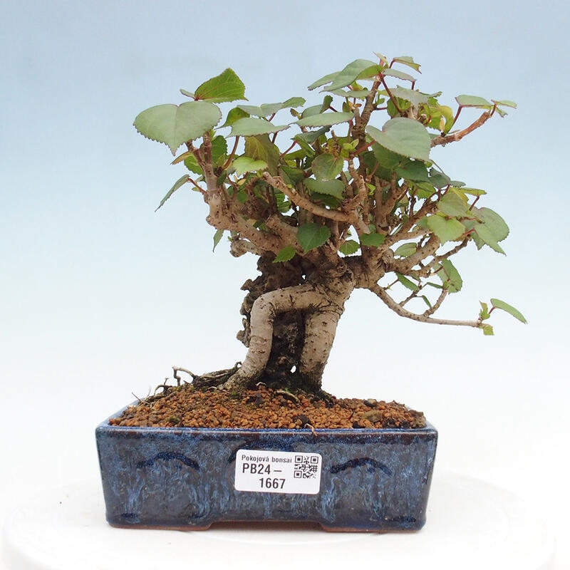 Indoor bonsai - Hibiscus tiliaceus - Hibiscus linden, sea