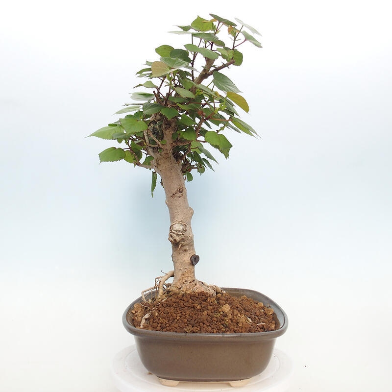 Indoor bonsai - Hibiscus tiliaceus - Hibiscus linden, sea