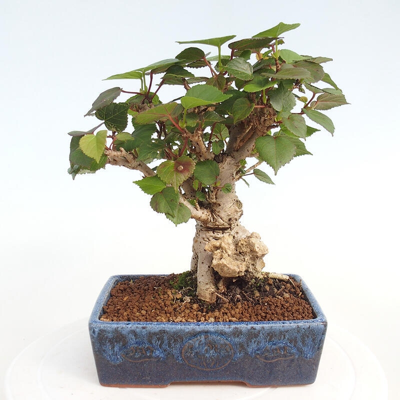 Indoor bonsai - Hibiscus tiliaceus - Hibiscus linden, sea