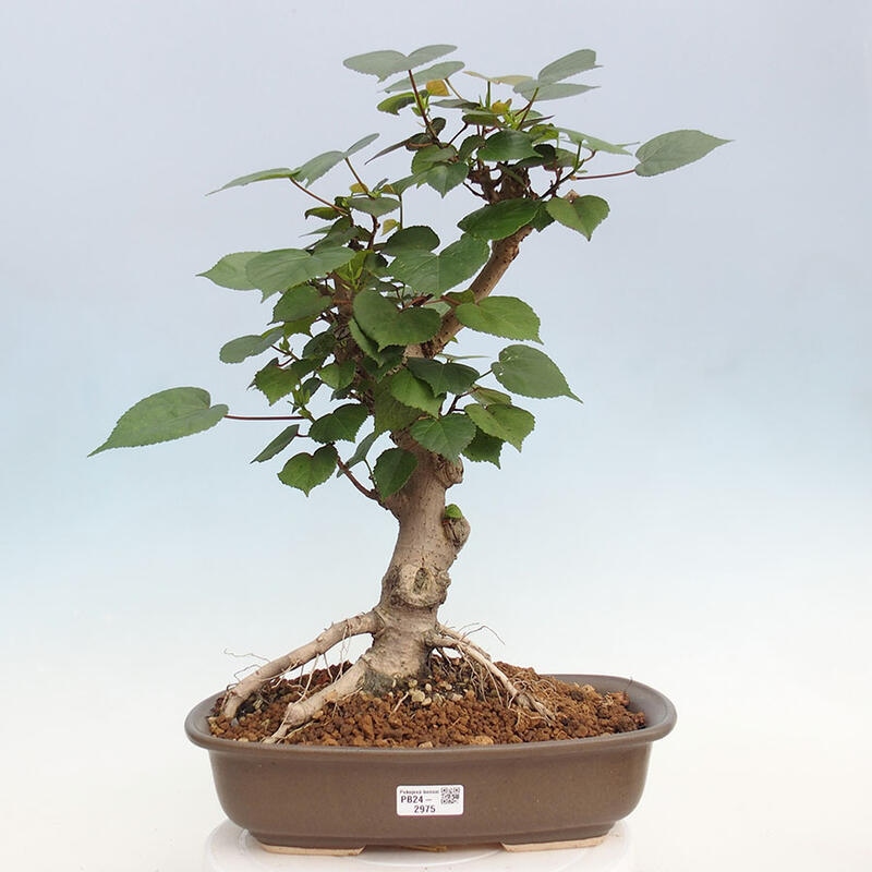 Indoor bonsai - Hibiscus tiliaceus - Hibiscus linden, sea