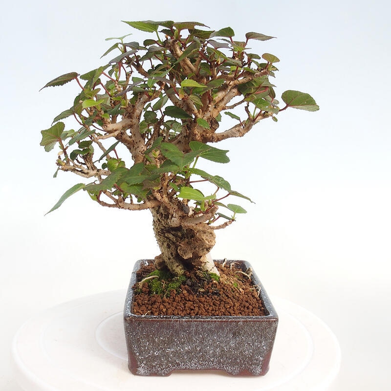 Indoor bonsai - Hibiscus tiliaceus - Hibiscus linden, sea