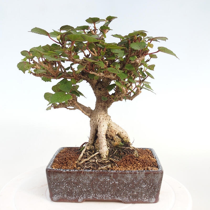 Indoor bonsai - Hibiscus tiliaceus - Hibiscus linden, sea