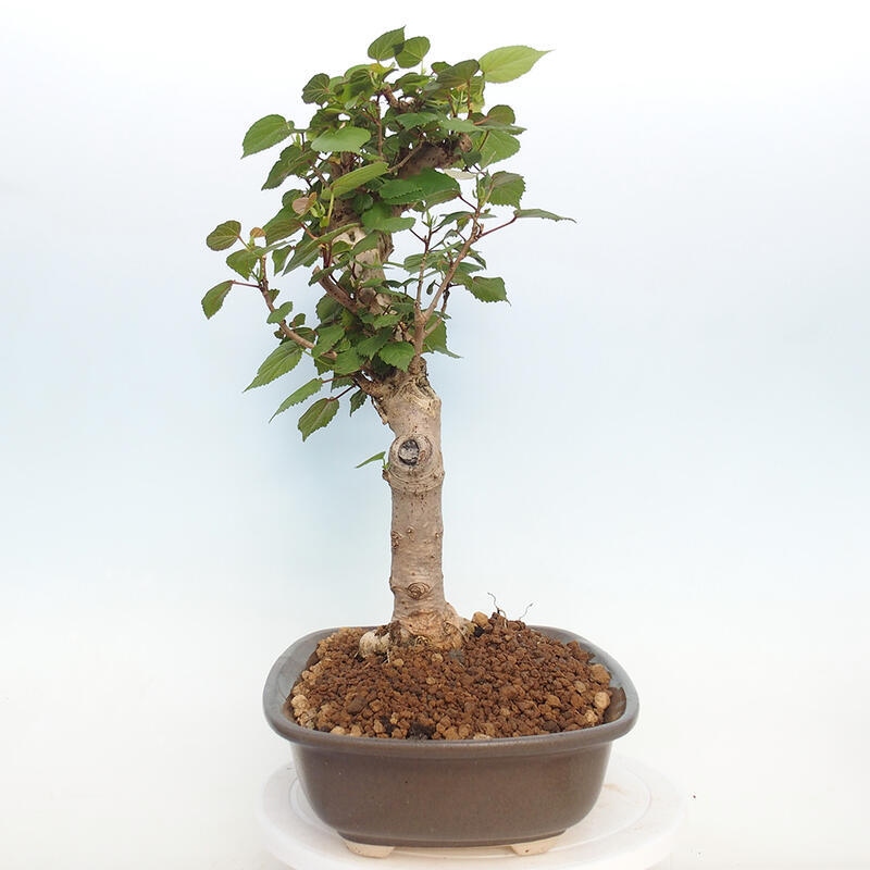 Indoor bonsai - Hibiscus tiliaceus - Hibiscus linden, sea