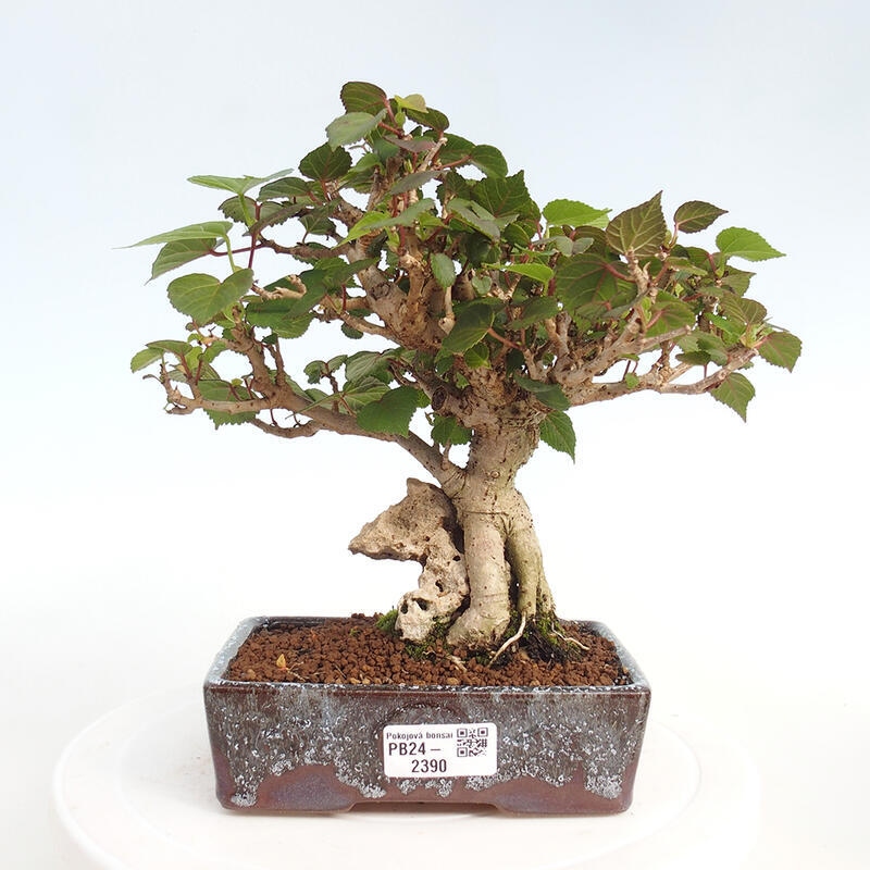 Indoor bonsai - Hibiscus tiliaceus - Hibiscus linden, sea