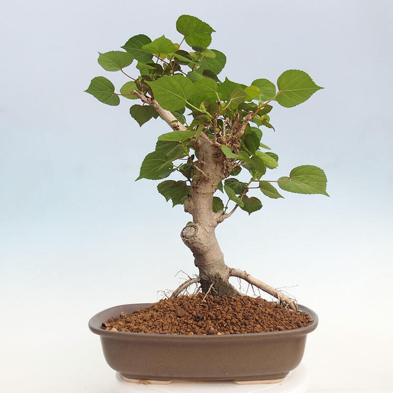 Indoor bonsai - Hibiscus tiliaceus - Hibiscus linden, sea