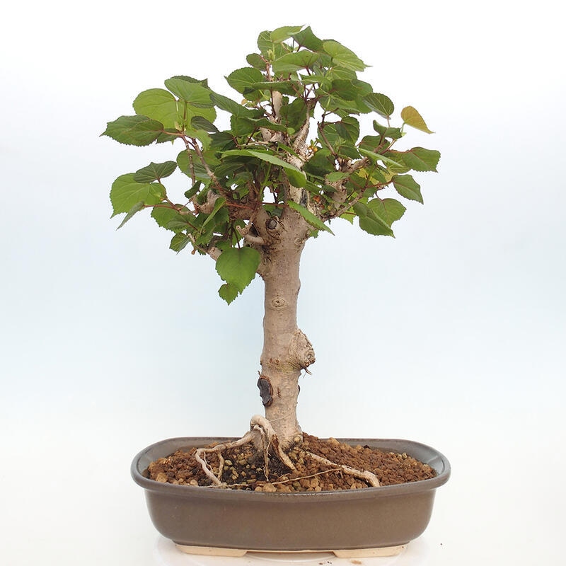 Indoor bonsai - Hibiscus tiliaceus - Hibiscus linden, sea