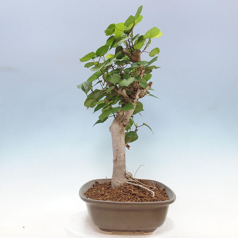 Indoor bonsai - Hibiscus tiliaceus - Sea hibiscus + SUISEKI book Free