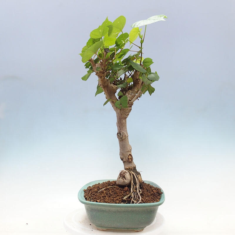 Indoor bonsai - Hibiscus tiliaceus - Sea hibiscus + SUISEKI book Free