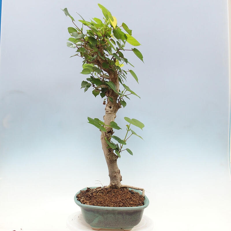 Indoor bonsai - Hibiscus tiliaceus - Sea hibiscus + SUISEKI book Free