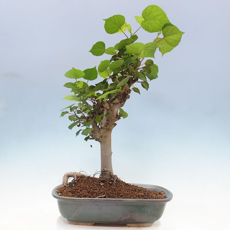 Indoor bonsai - Hibiscus tiliaceus - Sea hibiscus + SUISEKI book Free