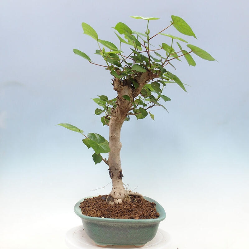 Indoor bonsai - Hibiscus tiliaceus - Sea hibiscus + SUISEKI book Free