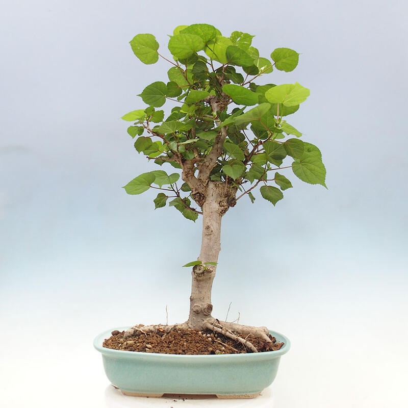 Indoor bonsai - Hibiscus tiliaceus - Sea hibiscus + SUISEKI book Free