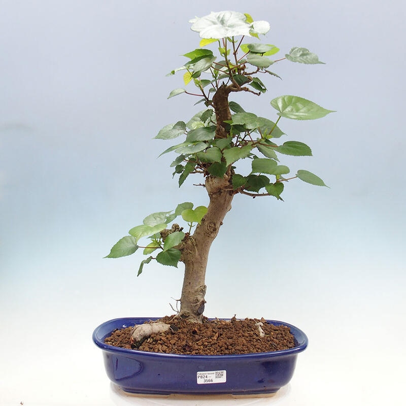 Indoor bonsai - Hibiscus tiliaceus - Sea hibiscus + SUISEKI book Free