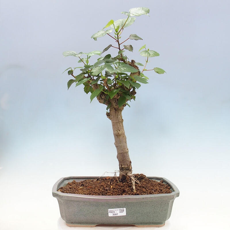 Indoor bonsai - Hibiscus tiliaceus - Sea hibiscus + SUISEKI book Free