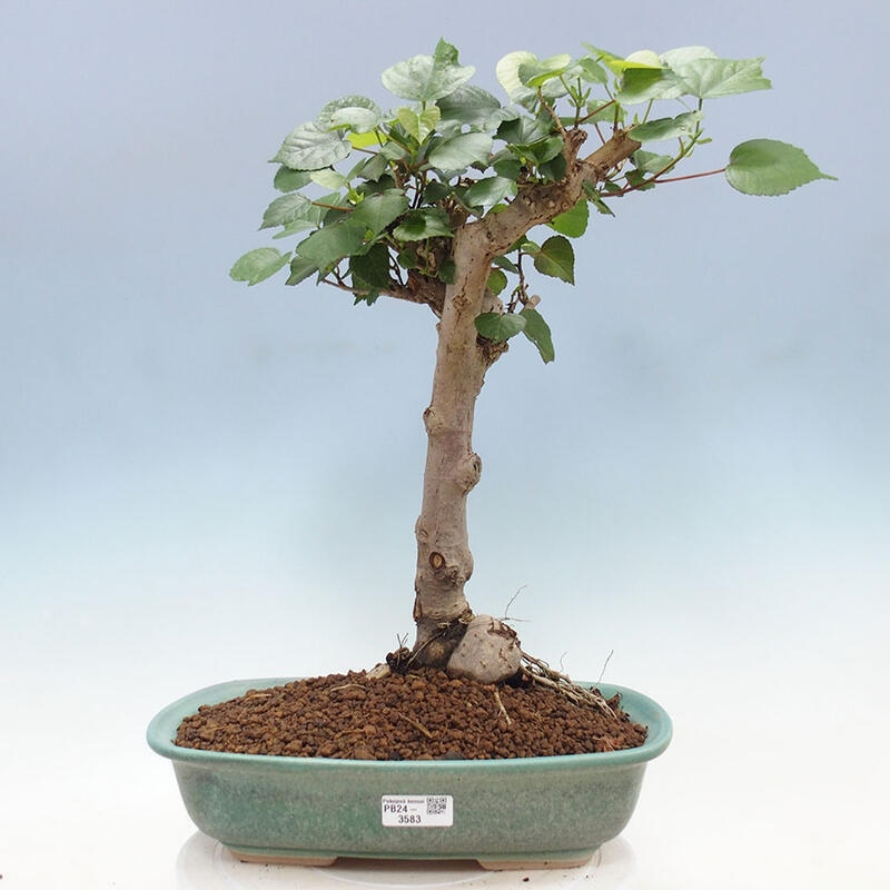 Indoor bonsai - Hibiscus tiliaceus - Sea hibiscus + SUISEKI book Free