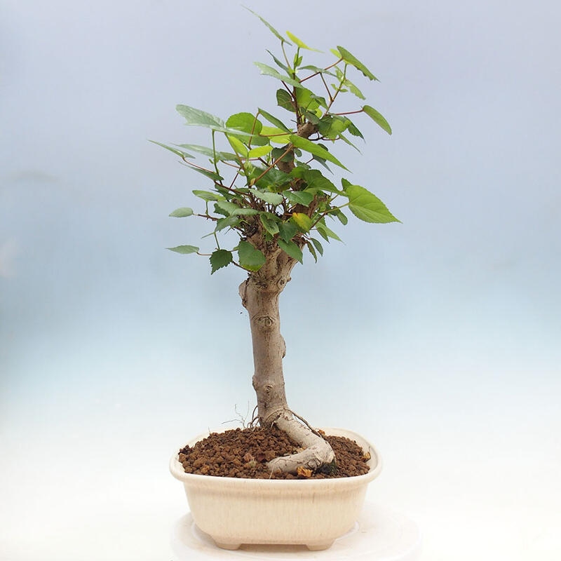 Indoor bonsai - Hibiscus tiliaceus - Sea hibiscus + SUISEKI book Free