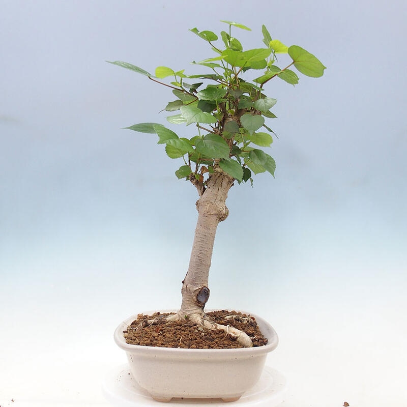 Indoor bonsai - Hibiscus tiliaceus - Sea hibiscus + SUISEKI book Free