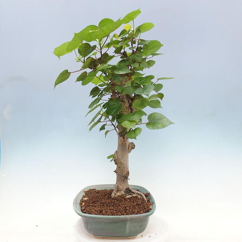 Indoor bonsai - Hibiscus tiliaceus - Sea hibiscus + SUISEKI book Free