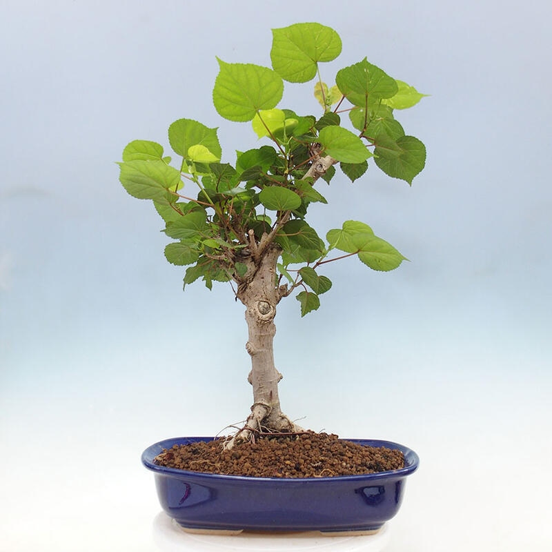 Indoor bonsai - Hibiscus tiliaceus - Sea hibiscus + SUISEKI book Free