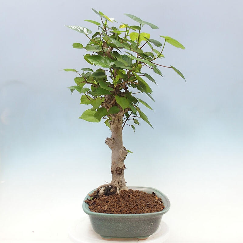 Indoor bonsai - Hibiscus tiliaceus - Sea hibiscus + SUISEKI book Free