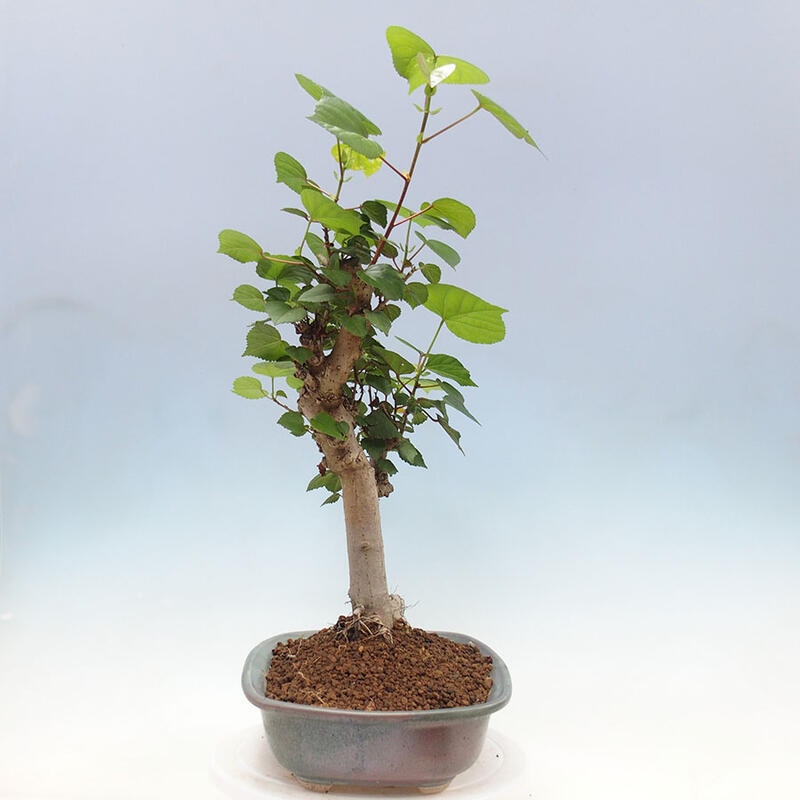 Indoor bonsai - Hibiscus tiliaceus - Sea hibiscus + SUISEKI book Free