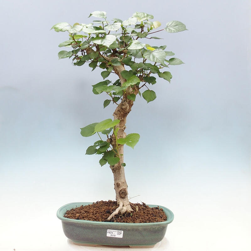 Indoor bonsai - Hibiscus tiliaceus - Sea hibiscus + SUISEKI book Free