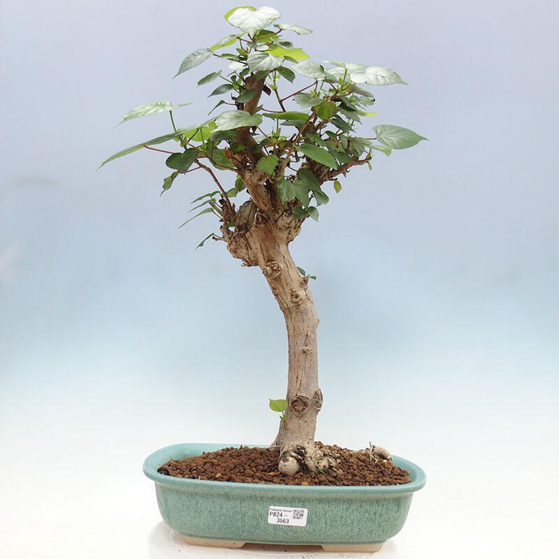 Indoor bonsai - Hibiscus tiliaceus - Sea hibiscus + SUISEKI book Free