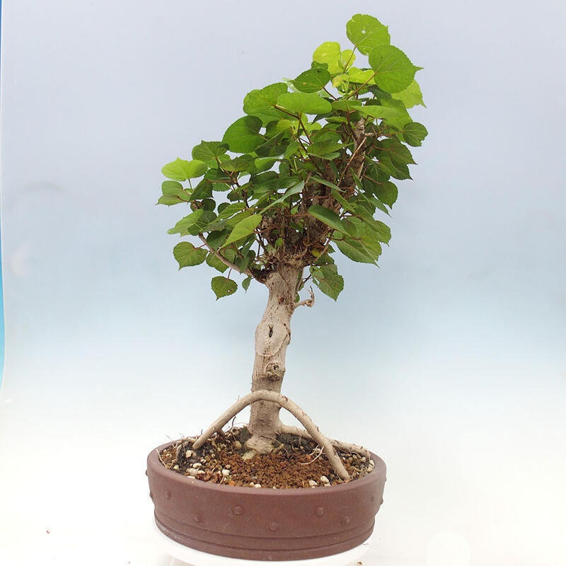 Indoor bonsai - Hibiscus tiliaceus - Sea hibiscus + SUISEKI book Free