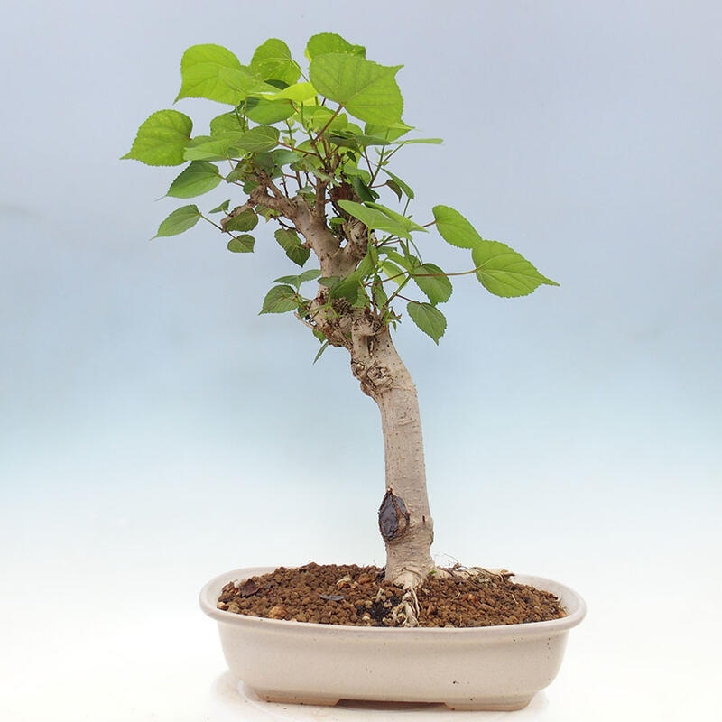 Indoor bonsai - Hibiscus tiliaceus - Sea hibiscus + SUISEKI book Free