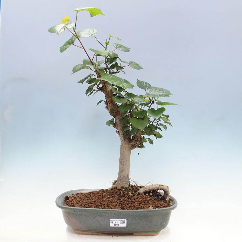 Indoor bonsai - Hibiscus tiliaceus - Sea hibiscus + SUISEKI book Free