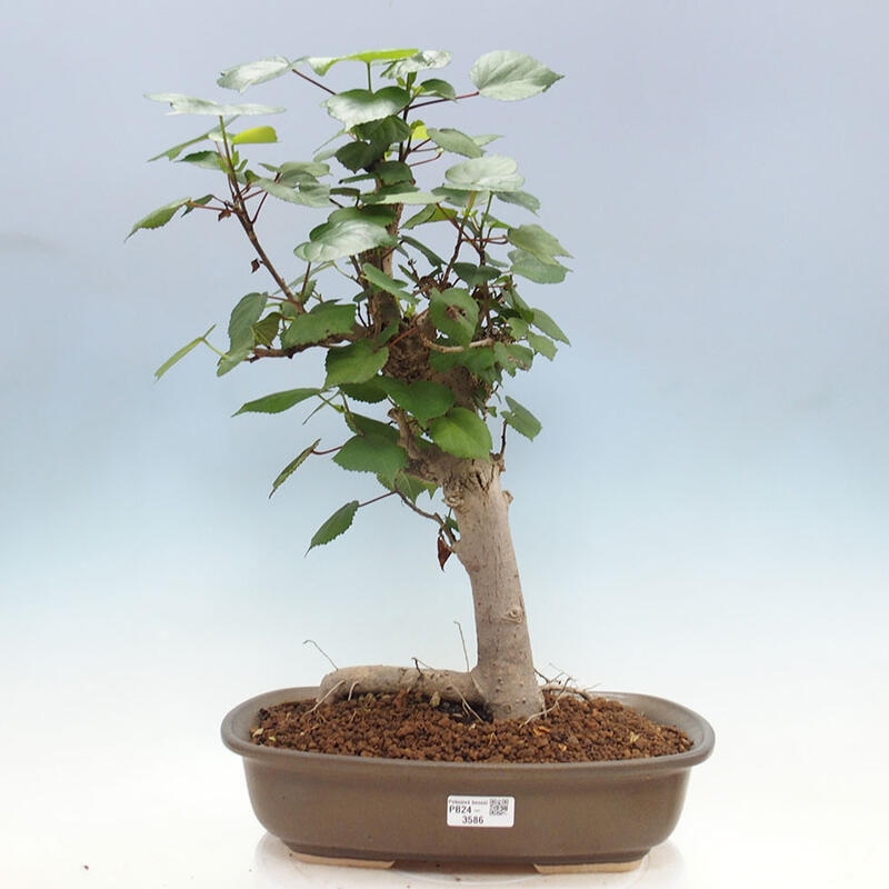 Indoor bonsai - Hibiscus tiliaceus - Sea hibiscus + SUISEKI book Free