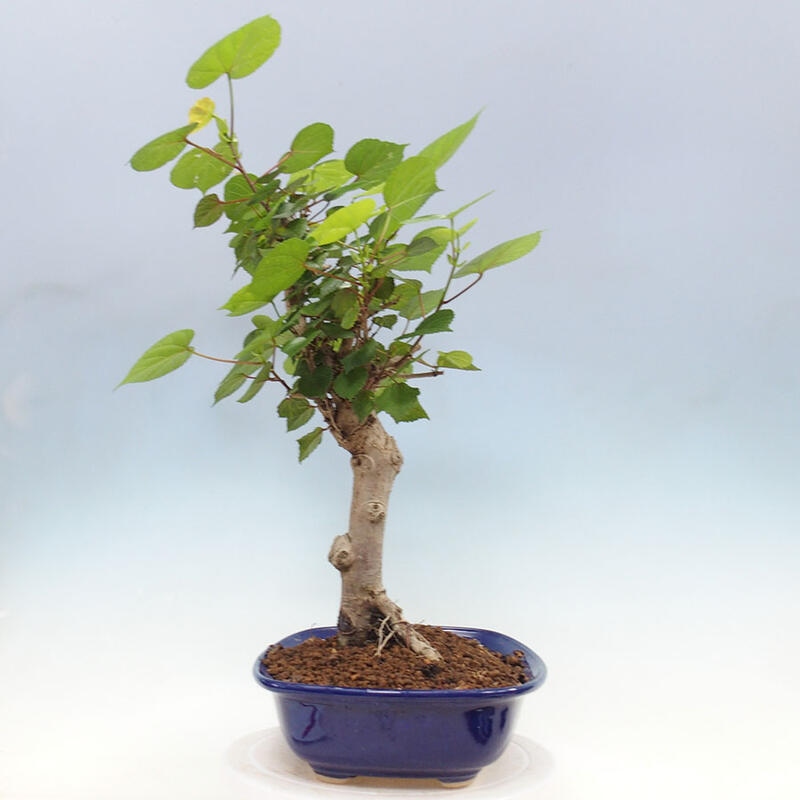 Indoor bonsai - Hibiscus tiliaceus - Sea hibiscus + SUISEKI book Free