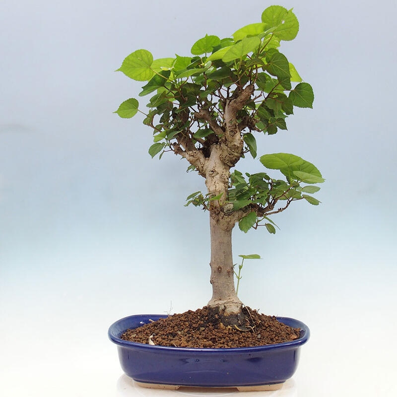 Indoor bonsai - Hibiscus tiliaceus - Sea hibiscus + SUISEKI book Free