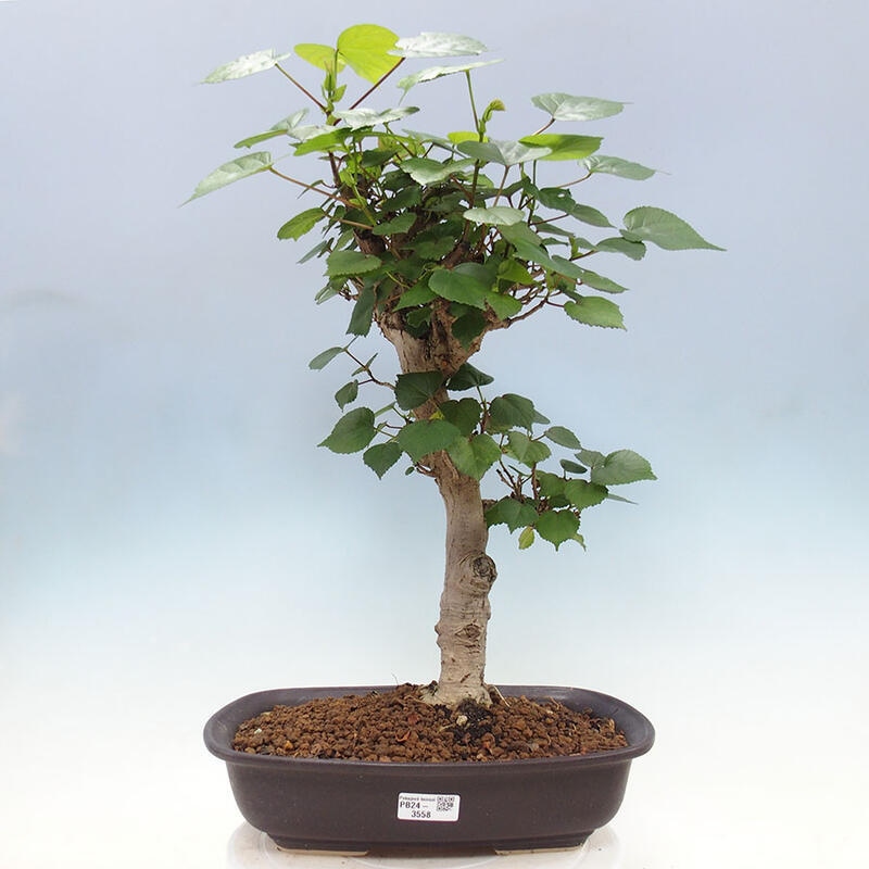 Indoor bonsai - Hibiscus tiliaceus - Sea hibiscus + SUISEKI book Free