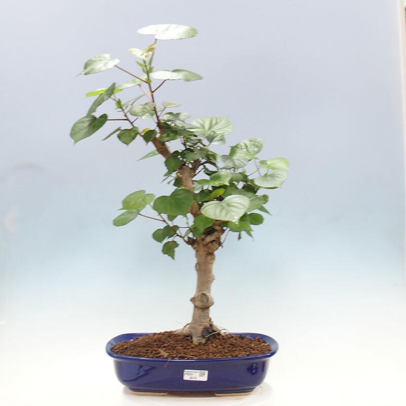 Indoor bonsai - Hibiscus tiliaceus - Sea hibiscus + SUISEKI book Free