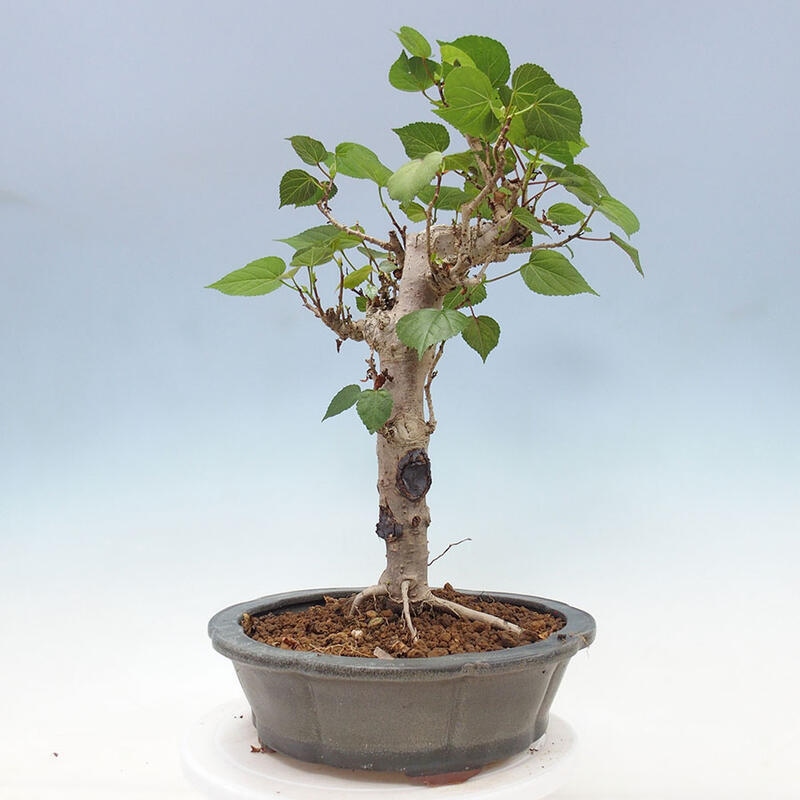 Indoor bonsai - Hibiscus tiliaceus - Sea hibiscus + SUISEKI book Free